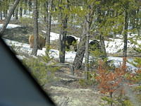 2011 April 22-25 & April 29-May2; Cameco - Key Lake 7 BEARS!